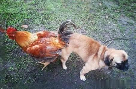 鸡飞狗跳 在线观看,在线观看喜剧盛宴